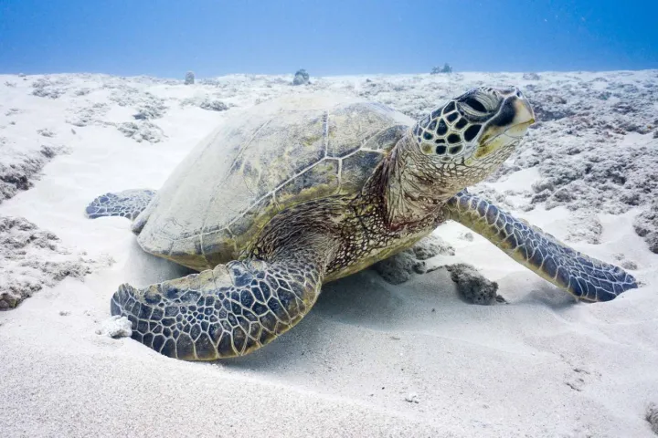 a turtle lying in the sand