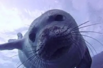 a close up of a seal