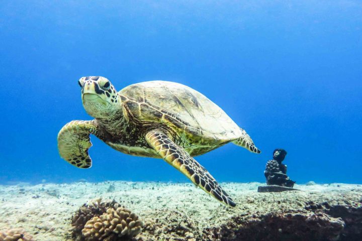 a turtle swimming under water