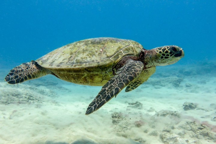 a turtle swimming under water