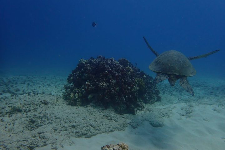 a turtle swimming under water