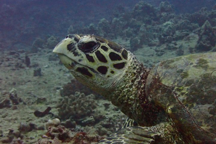 a turtle with a mountain in the background