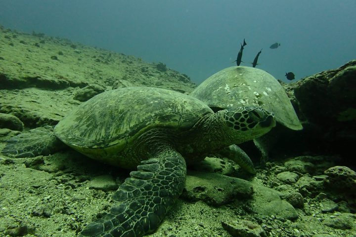 a turtle swimming under water