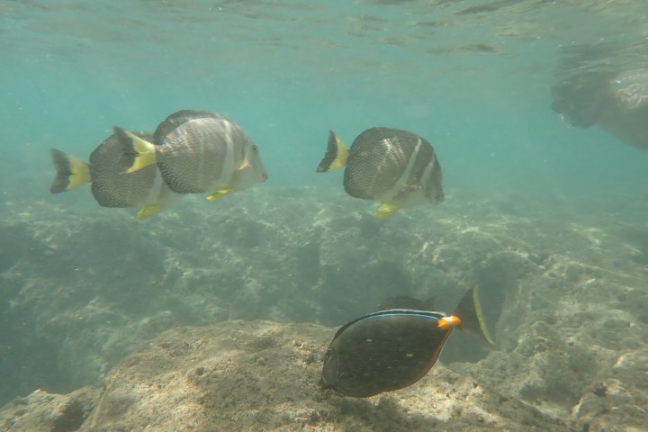 a bird swimming in water